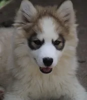 Gavin, a male Pomsky for sale in Lancaster, OH – 1 of 10
