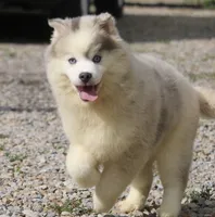 Merle, a male Pomsky for sale in Lancaster, OH – 5 of 6