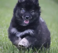 Chuckles , a male Pomsky for sale in Lancaster, OH – Photo 7 of 8