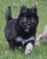 Chuckles , a male Pomsky for sale in Lancaster, OH – Photo 8 of 8