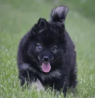 Chuckles , a male Pomsky for sale in Lancaster, OH – Photo 2 of 8