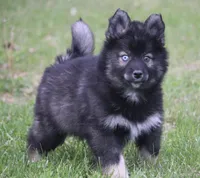 Chuckles , a male Pomsky for sale in Lancaster, OH – Photo 3 of 8