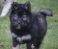 Chuckles , a male Pomsky for sale in Lancaster, OH – Photo 4 of 8