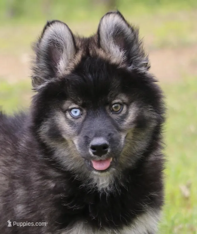Chuckles  – Pomsky puppy for sale in Lancaster, OH