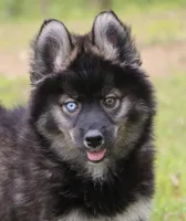 Chuckles , a male Pomsky for sale in Lancaster, OH – 1 of 7
