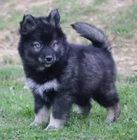 Chuckles , a male Pomsky for sale in Lancaster, OH – Photo 5 of 8