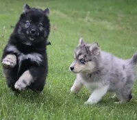Chuckles , a male Pomsky for sale in Lancaster, OH – Photo 6 of 8