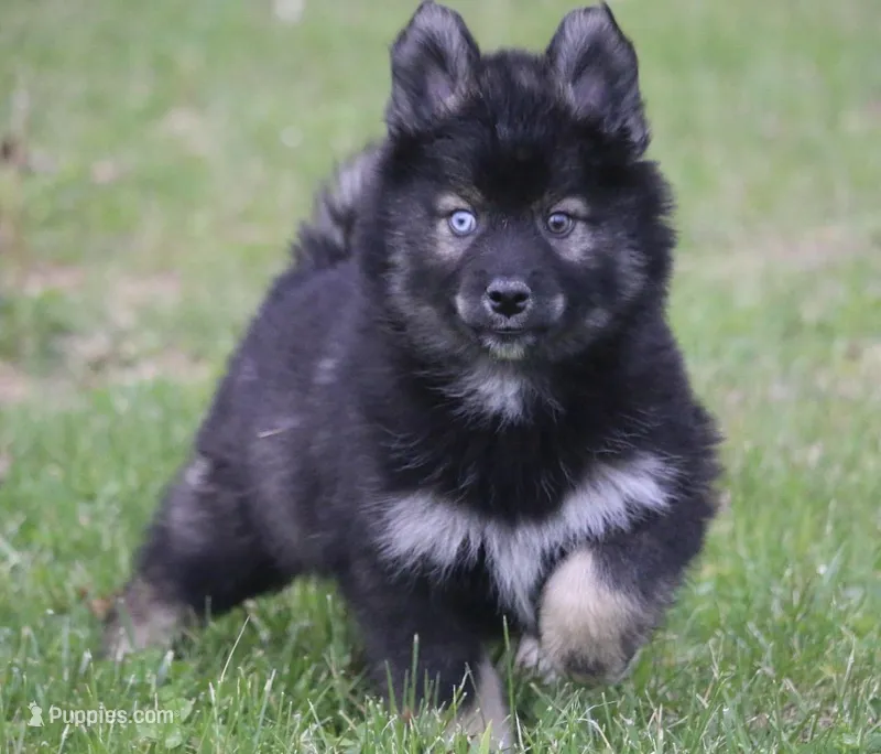Chuckles  – Pomsky puppy for sale in Lancaster, OH
