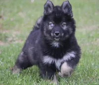 Chuckles , a male Pomsky for sale in Lancaster, OH – Photo 1 of 8