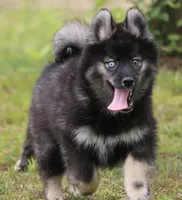 Chuckles , a male Pomsky for sale in Lancaster, OH – 2 of 7