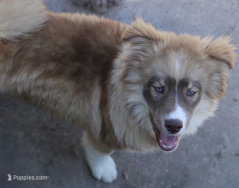 Brown – Pomsky puppy for sale in Lancaster, OH