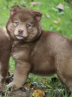 Autumn, a female Pomsky for sale in Lancaster, OH – 4 of 6