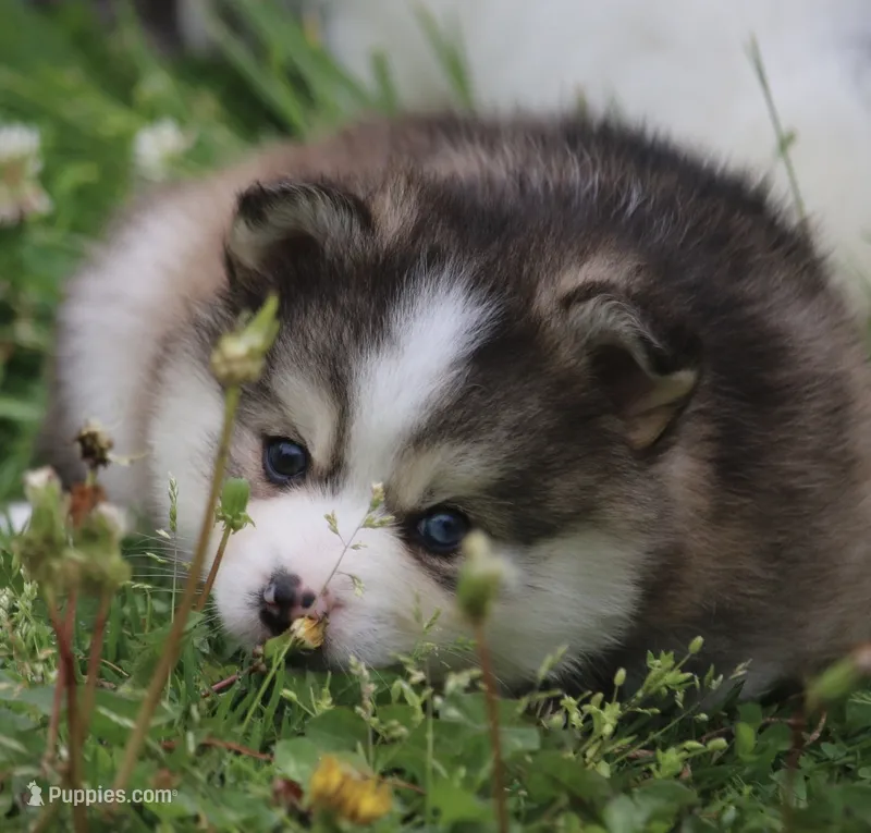 Paddington  – Pomsky puppy for sale in Lancaster, OH
