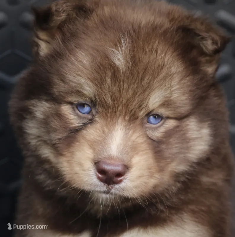 Kipper – Pomsky puppy for sale in Lancaster, OH