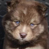 Kipper, a male Pomsky for sale in Lancaster, OH – 4 of 8