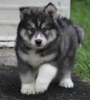 Shayleigh , a female Pomsky for sale in Lancaster, OH – 2 of 4