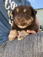 Hulk, a male Pomsky for sale in Lancaster, OH – 3 of 5