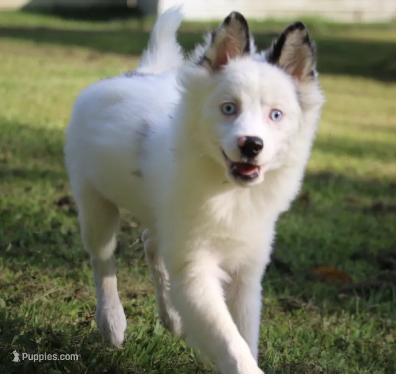 Prince  – Pomsky puppy for sale in Lancaster, OH