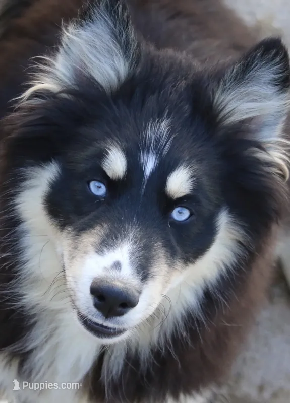 Sparkles – Pomsky puppy for sale in Lancaster, OH