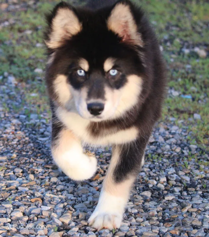 Bailey, a female Pomsky for sale in Lancaster, OH – Photo 1 of 4