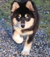 Bailey, a female Pomsky for sale in Lancaster, OH – Photo 1 of 4