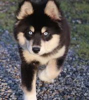 Bailey, a female Pomsky for sale in Lancaster, OH – Photo 3 of 4