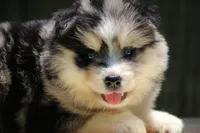 Soeckles, a female Pomsky for sale in Lancaster, OH – 1 of 6