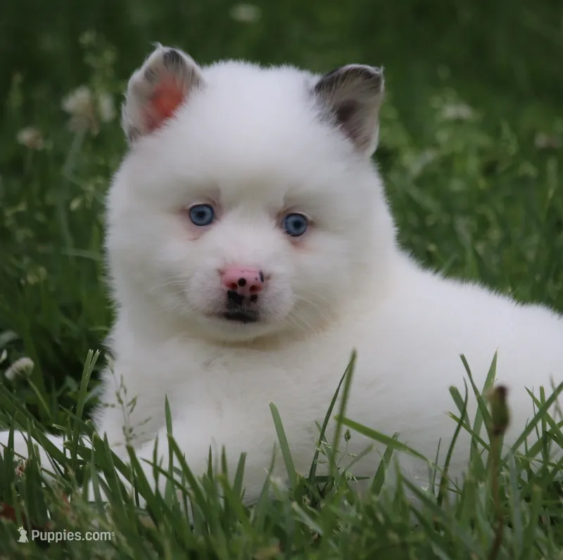 Prince  – Pomsky puppy for sale in Lancaster, OH