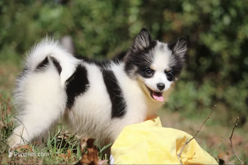 Minnie  – Pomsky puppy for sale in Lancaster, OH