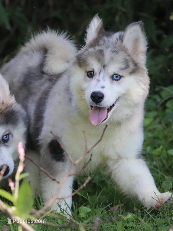 Holly – Pomsky puppy for sale in Lancaster, OH