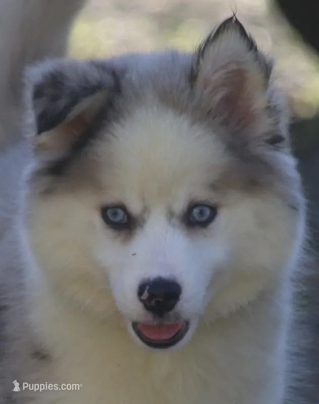 Marshmellow – Pomsky puppy for sale in Lancaster, OH