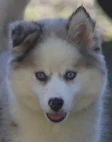 Marshmellow, a female Pomsky for sale in Lancaster, OH – 1 of 9
