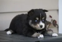 Pepper, a male Pomsky for sale in Lancaster, OH – 3 of 3