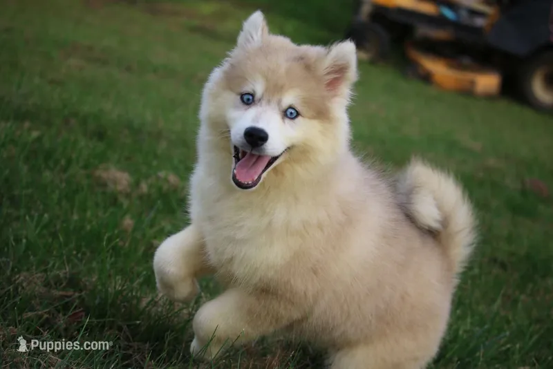 Angel – Pomsky puppy for sale in Lancaster, OH