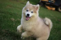 Angel, a female Pomsky for sale in Lancaster, OH – 1 of 5