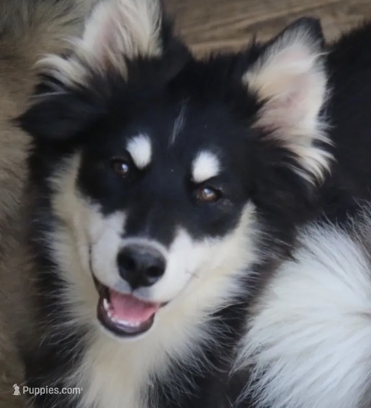 Dash  – Pomsky puppy for sale in Lancaster, OH