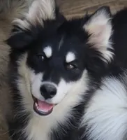 Dash , a male Pomsky for sale in Lancaster, OH – 1 of 9