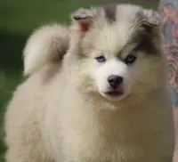 Merle, a male Pomsky for sale in Lancaster, OH – 2 of 6