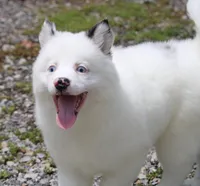 Prince , a male Pomsky for sale in Lancaster, OH – 4 of 10