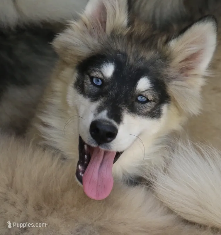 Daisy – Pomsky puppy for sale in Lancaster, OH