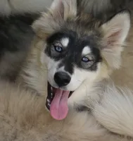 Daisy, a female Pomsky for sale in Lancaster, OH – 1 of 9