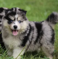 Speckles , a female Pomsky for sale in Lancaster, OH – 1 of 9