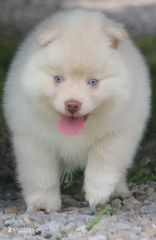Cotton – Pomsky puppy for sale in Lancaster, OH