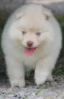 Cotton, a female Pomsky for sale in Lancaster, OH – 9 of 10