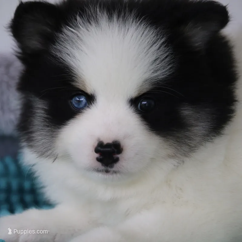 Paisley  – Pomsky puppy for sale in Lancaster, OH