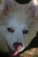 Max, a male Pomsky for sale in Lancaster, OH – 4 of 10