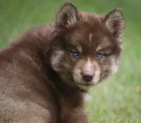 Kipper, a male Pomsky for sale in Lancaster, OH – 2 of 8