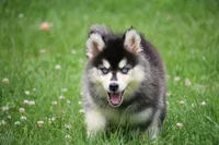 Destinee, a female Pomsky for sale in Lancaster, OH – 6 of 6