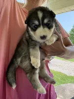 Alpha, a male Pomsky for sale in Lancaster, OH – 2 of 2