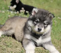 Diesel , a male Pomsky for sale in Lancaster, OH – 3 of 3